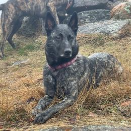 Sanne - Dutch Shepherd