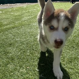 Siberian Husky Puppies from Young Orchard Siberians