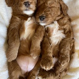 Goldendoodle Puppies from Doodle Bliss