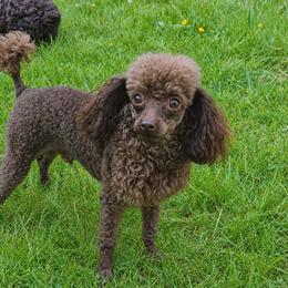 Timmy - Poodle