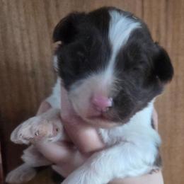 Male 3 - Red tri-color male Aussiedoodle puppy in Mouth Of Wilson, Virginia from Holly Ridge Aussies, Aussiedoodles & Corgis