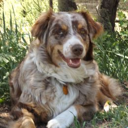 Lea - Australian Shepherd
