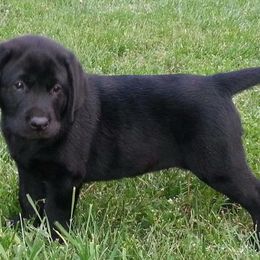 Labrador Retrievers from Belrose Labradors