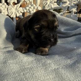 Maltipoo Puppies from Sophies Babies