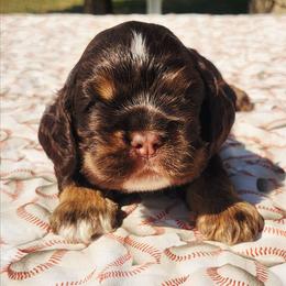 Blue Boy - Brown white and tan male Cocker Spaniel puppy in Beggs, Oklahoma from Southern Country Cockers