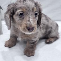 Orange collar - Chocolate and tan male Dachshund puppy in Chicago, Illinois from RGZ Doxies