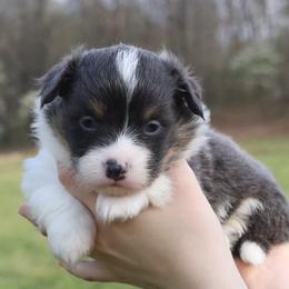 Dove - Blue female Pembroke Welsh Corgi puppy in Fayetteville, Arkansas from Intergalactic Corgis