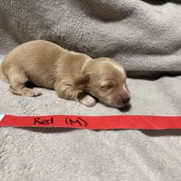 Red male - Red male Dachshund puppy in Mount Vernon, Ohio from Double A Dachshunds