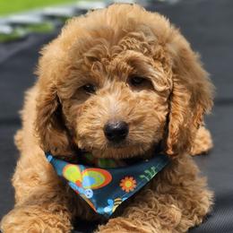 Walnut- Black Collar - Apricot male Goldendoodle puppy in Bonham, Texas from Happy Valley Puppies