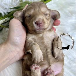 Chocolate and Cream - Chocolate and cream female Dachshund puppy in Nampa, Idaho from Long_and_Low_Dachshunds