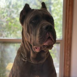 Katara - Cane Corso