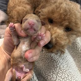 Brown - Red  female Goldendoodle puppy in Fort Myers, Florida from Daisy Doodles LLC