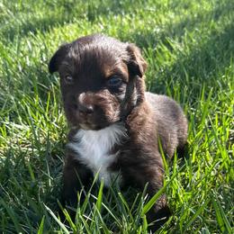 Magnolia - Red & white female Australian Shepherd puppy in Wellington, Missouri from CV Aussies