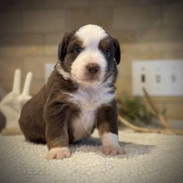 Tommy - Red tri male Toy Australian Shepherd puppy in North Lakeport, California from Wild Rose Ranch
