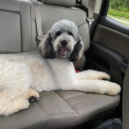 Goldendoodle Puppies from First Mountain Doodles