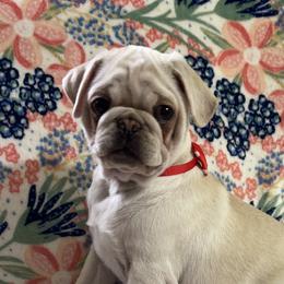 Yorrick - White male Pug puppy in Ferrum, Virginia from Menagerie Magnifique Pugs & Boston Terriers