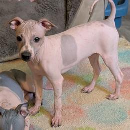 Saguaro - Red and white female American Hairless Terrier puppy in Phoenix, Arizona from Bare Valley