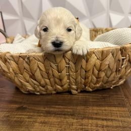 Orange collar - Light golden male Golden Retriever puppy in Radcliff, Kentucky from It’s A Golden Life