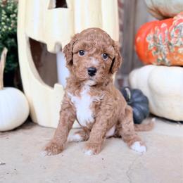Girl 1 - Red  female Goldendoodle puppy in Philadelphia, Mississippi from Oakie Doodles