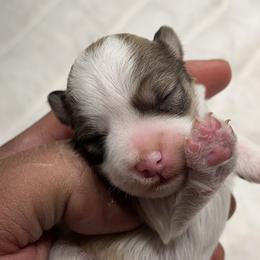 Riff - Parti male Miniature Schnauzer puppy in Menifee, California from Moonshine’s Minis