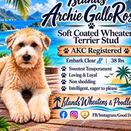 Soft Coated Wheaten Terrier puppies from Islands Wheatens and Poodles