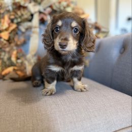 Clara Belle - Chocolate and cream female Dachshund puppy in Fort Gibson, Oklahoma from Cooper’s Dachshunds