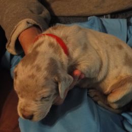 Cardigan Welsh Corgi and Great Dane Puppies from Red Oak Farm and Kennel