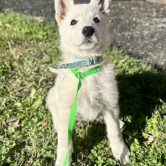 Celine - White female Berger Blanc Suisse puppy in West Alexandri, Ohio from Twisted Acres
