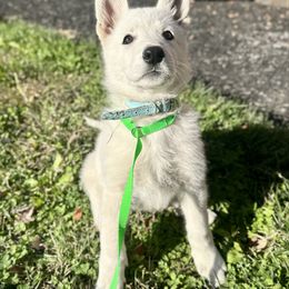 Celine - White female Berger Blanc Suisse puppy in West Alexandri, Ohio from Twisted Acres
