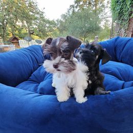 Sweet Pups Chocolate Cherry - Parti female Miniature Schnauzer puppy in North Zulch, Texas from Sweet Pup Schnauzers