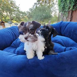 Sweet Pups Chocolate Cherry - Parti female Miniature Schnauzer puppy in North Zulch, Texas from Sweet Pup Schnauzers