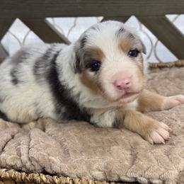 Girl 4: Dahlia - Blue merle female Australian Shepherd puppy in Volant, Pennsylvania from Addie's Aussies