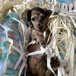 Dachshund Puppies from M.H.P Dachshunds