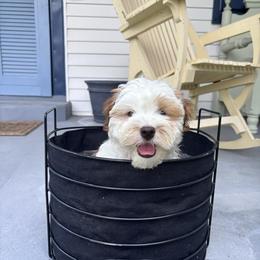 Boy 1 - male Havanese puppy in Rayne, Louisiana from Cajun Coast Havanese