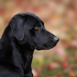 Labrador Retriever puppies from UC Labradors LLC