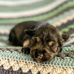 Girl 3 - Salt and pepper Miniature Schnauzer puppy in Woodburn, Kentucky from Southern Kentucky Schnauzers