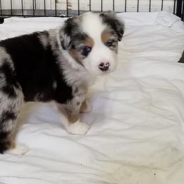 Miniature American Shepherd Puppies from Dynasty Minis - Georgia