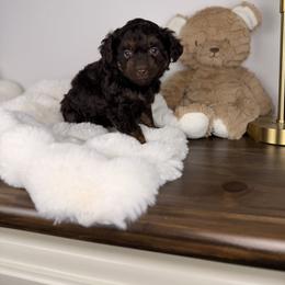 Ritz - Red tri-color male Aussiedoodle puppy in Sweetwater, Florida from Sandy Snout Doodles