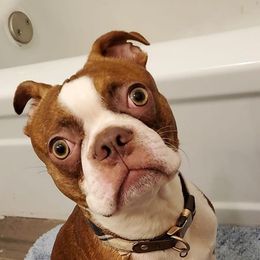 Boston Terriers from Bryn's AKC Bostons