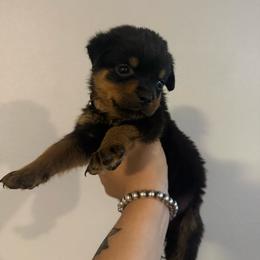Female 3 - Black and mahogany female Rottweiler puppy in Houston, Texas from Vom Haus Fantasy Rottweiler Kennel