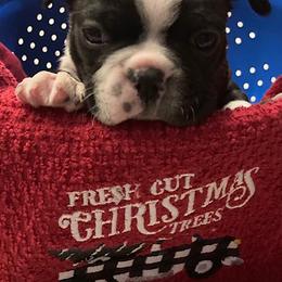 "Male #2" Boston Terrier Puppies from Holly's Boston Terriers