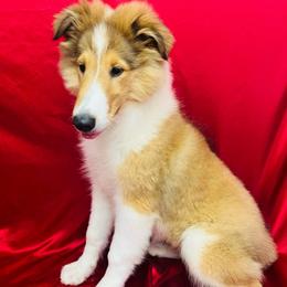 Flora - Sable female Collie puppy in Groveland, Florida from Palmhaven Collies