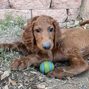Irish Doodle Puppies from Rustic doodles of Sahuarita, AZ