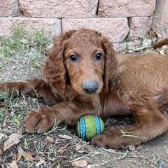 Irish Doodle Puppies from Rustic doodles of Sahuarita, AZ