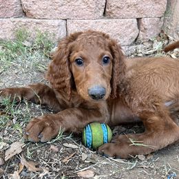 Irish Doodle Puppies from Rustic doodles of Sahuarita, AZ