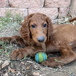 Irish Doodle Puppies from Rustic doodles of Sahuarita, AZ