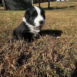 Australian Shepherd Puppies from Hamilton Farms