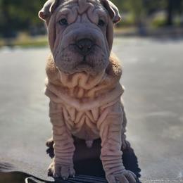 Chinese Shar-Pei Puppies from Zoey's Waggly Tails