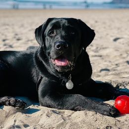 Labrador Retrievers from Helvetia Labradors