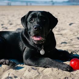 Labrador Retrievers from Helvetia Labradors